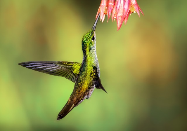 Beija-Flor