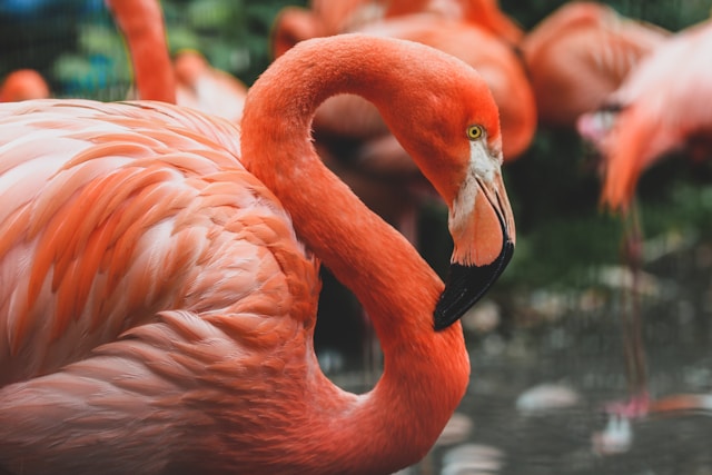 Flamingo