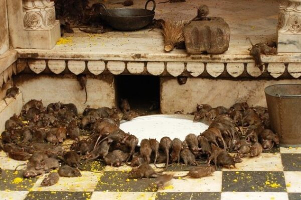 foto de ratos bebendo leite no templo dos ratos