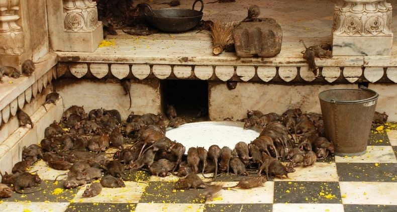 foto de ratos bebendo leite no templo dos ratos