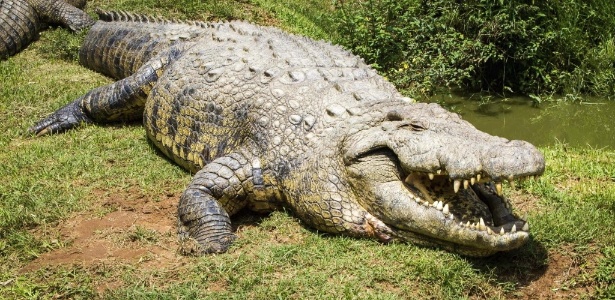 Crocodilo Henry