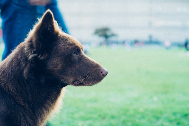 Cão