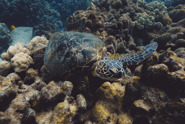 Tartaruga marinha