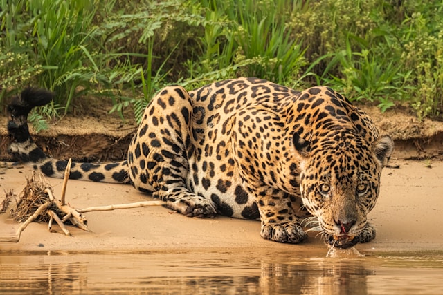 10 Curiosidades Fascinantes sobre o Brasil que Você Precisa Conhecer