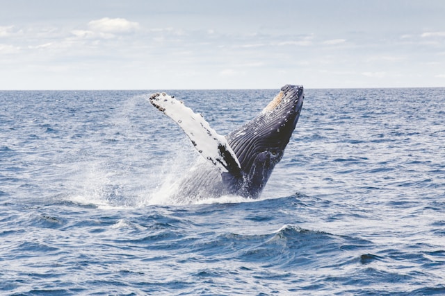 Baleia azul