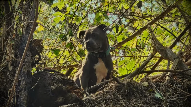 Pitbull Salvo de uma Árvore sobrevivência em furacões